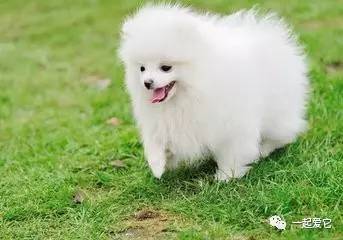 养宠知识宠物狗泪痕怎么处理掉,养宠小知识狗狗拉虫子还吐怎么办