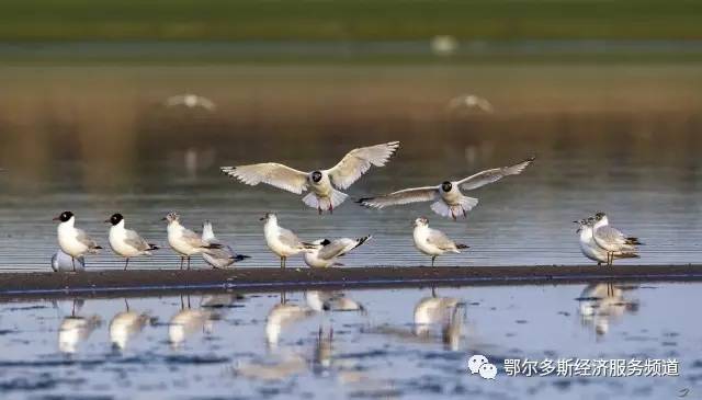 伊金霍洛旗7个儿女“才艺”大比拼~看看你支持谁