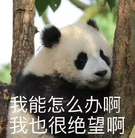 不能笑！因为国宝看了这条新闻能气死