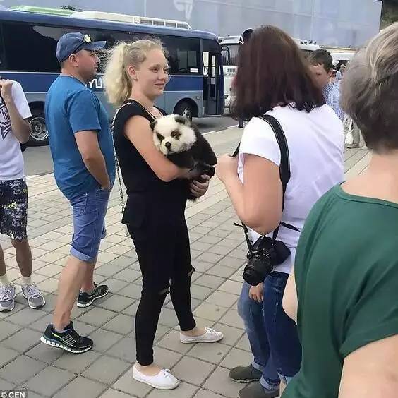 不能笑！因为国宝看了这条新闻能气死