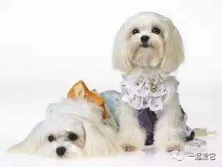 养宠小知识狗突然大量掉毛怎么办,狗狗一块皮肤发红掉毛怎么治疗