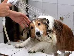 养宠小知识狗狗拉虫子还吐怎么办,养宠小知识幼犬掉毛是什么原因