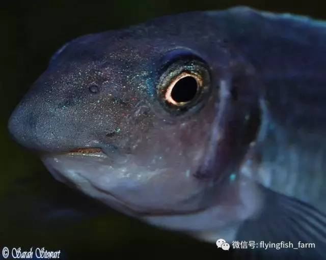 什么叫口孵,口字偏旁的秘密