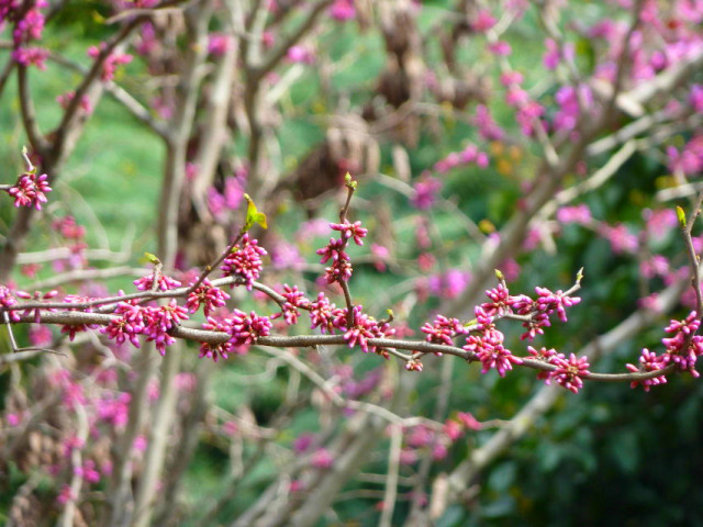 舌尖上的节气惊蛰养生,二十四节气惊蛰美食