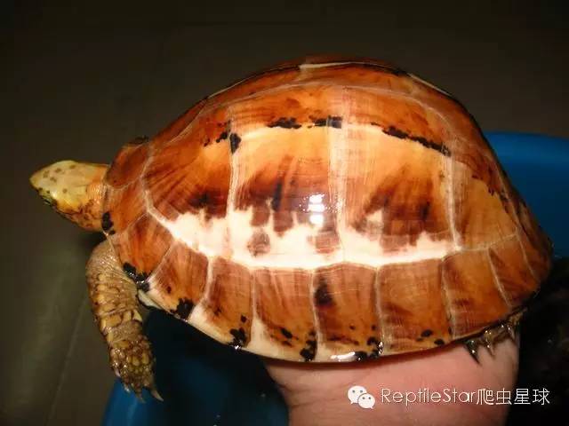 流水账解说dota,流水账跟台账优缺点