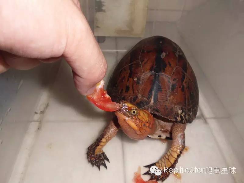 流水账解说dota,流水账跟台账优缺点