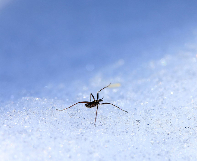 昆虫蛰伏期多长时间,昆虫越冬怎么消灭