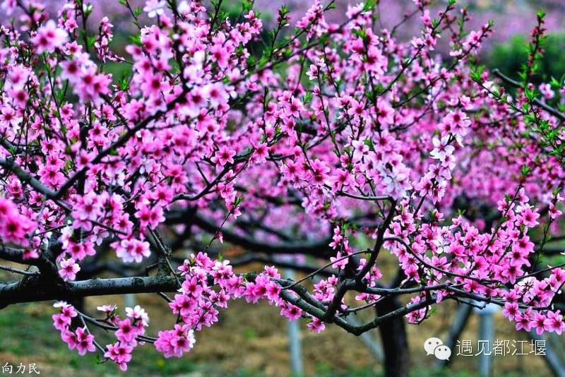 走去新丰骑车赏红枫泡温泉品美食,走温江田园去观赏美好生活