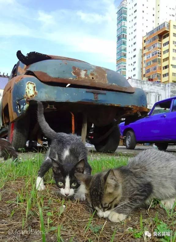 哈瓦那棕猫幼猫,哈瓦那棕猫贵吗值得养吗