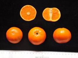 柑橘新品种选育及发展概况,带你认识柑橘新优品种