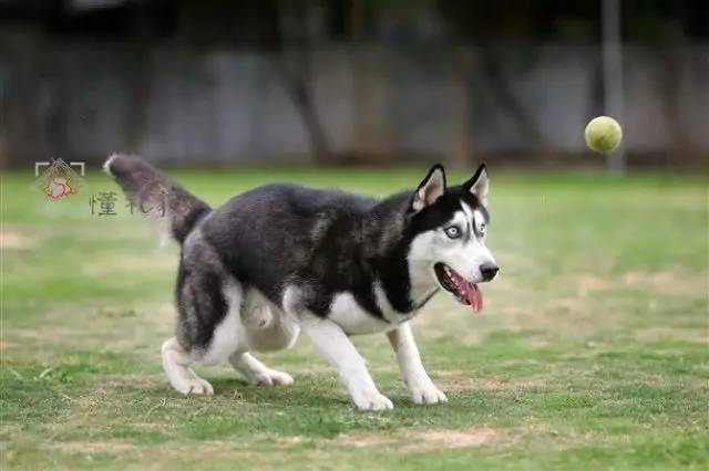 遇到讨厌狗狗的邻居怎么办,如何对付讨厌狗狗的人