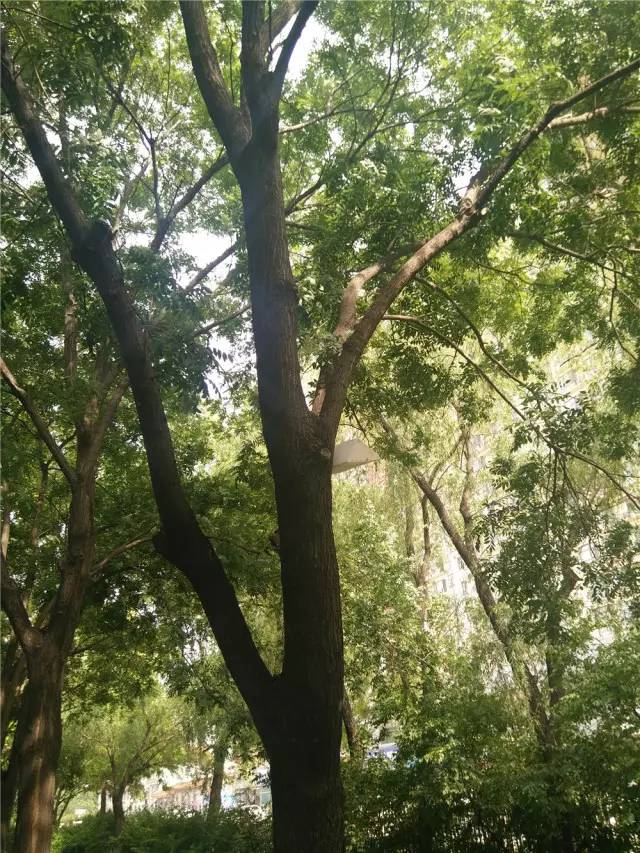 关于园区灭虫通知,昌平灭虫