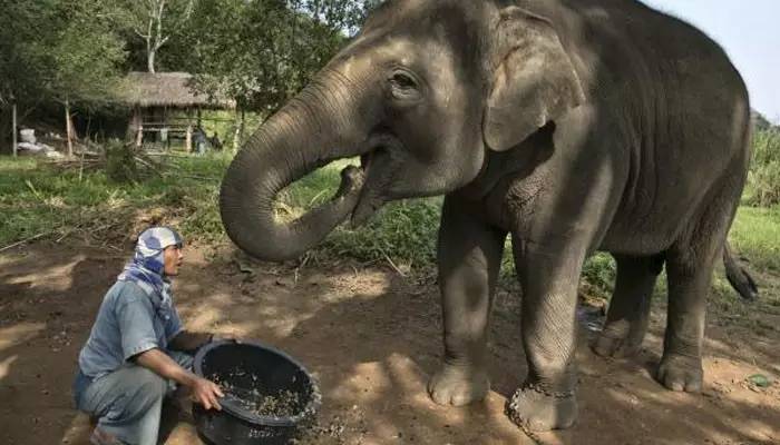「泰·好食」作为咖迷，这些泰国咖啡文化您得知道
