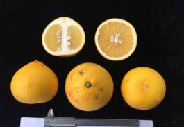 柑橘新品种选育及发展概况,带你认识柑橘新优品种