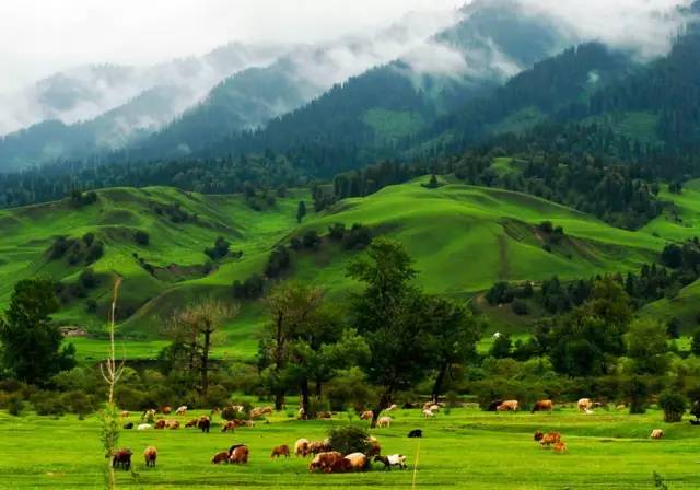 对不起，我去草原了，别再找我了……