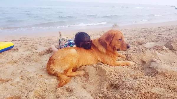 秦皇岛适合带狗去的地方,北戴河的民宿带狗的可以去吗