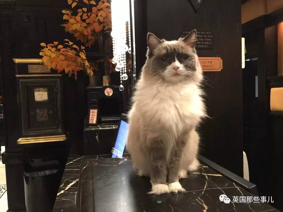 在职7年的喵掌柜终于退休，勤勤恳恳主动加班……对接任的也是放心不下啊……