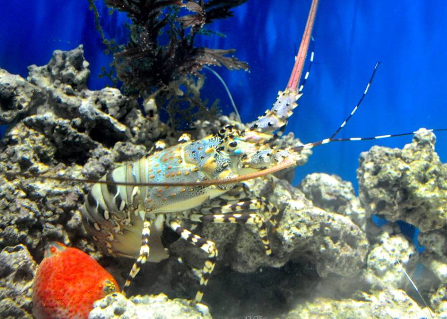 聊城市海底世界,聊城海底世界真实视频