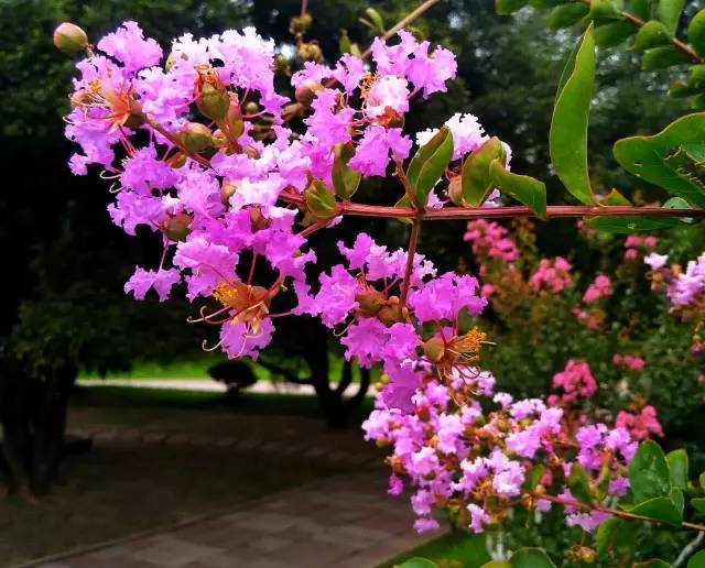 紫薇开花发朋友圈,紫薇树图片朋友圈