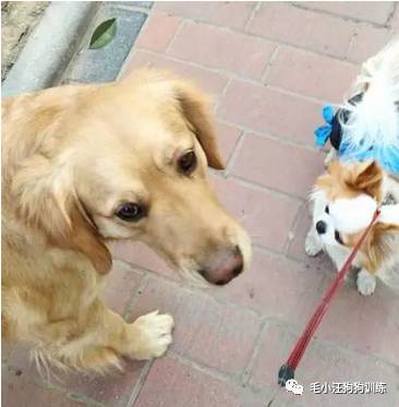 狗子好不容易和金毛女神独处，动情关键时刻竟然尿了！现场日狗真是……