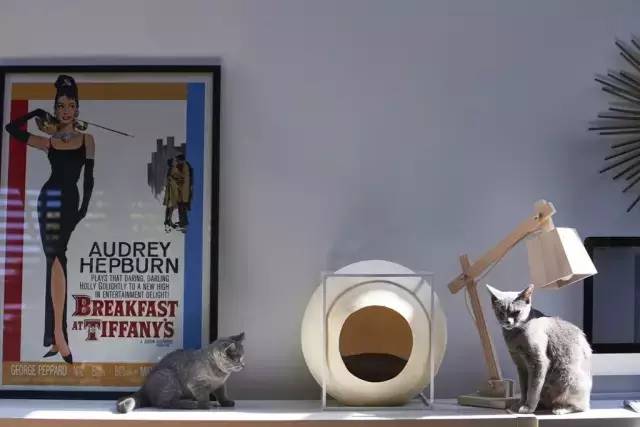 盘点那些实用的宠物生活用品,猫狗最实用的宠物用品