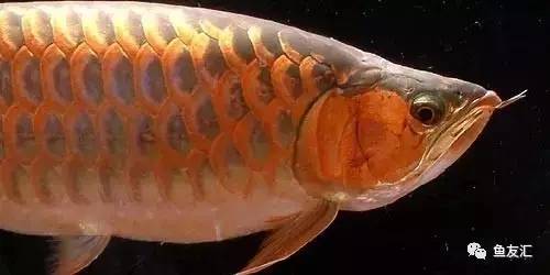 看看邻国玩家是怎么养龙的