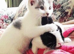 海飞丝无硅补水轻盈洗发水怎么样,gifthair无硅洗发水怎么样