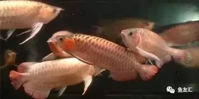 看看邻国玩家是怎么养龙的