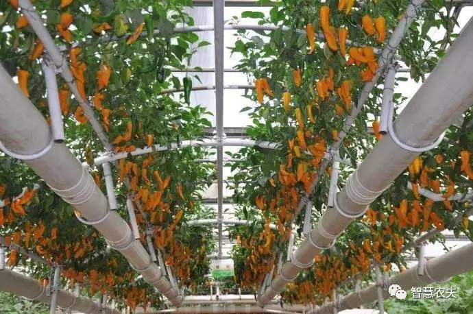 无土栽培除了水培还有什么,知农道农无土栽培实操技术