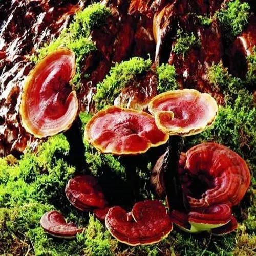 截获万花筒｜日本玳瑁、韩国金蛋、老挝蜂猴、台湾牛樟芝、非洲环尾蜥……