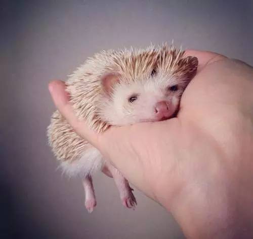 「福利」这周末有一场和宠物的约会等你来，小布送票送助攻→