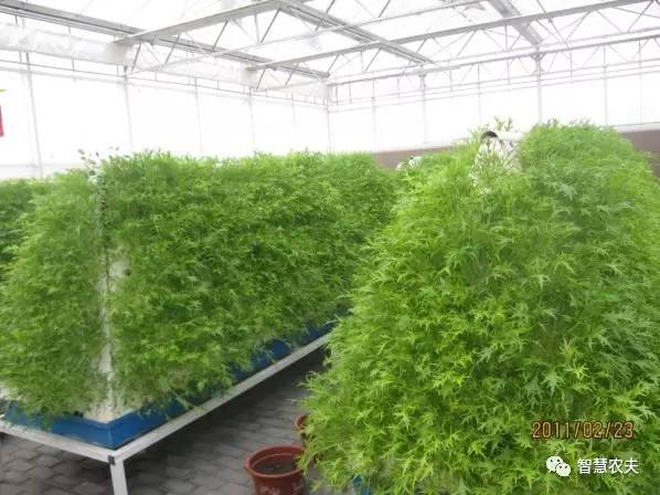 无土栽培的成本和利润如何,原来这就是变富秘诀