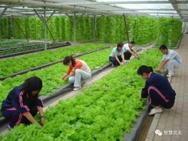 无土栽培的成本和利润如何,原来这就是变富秘诀