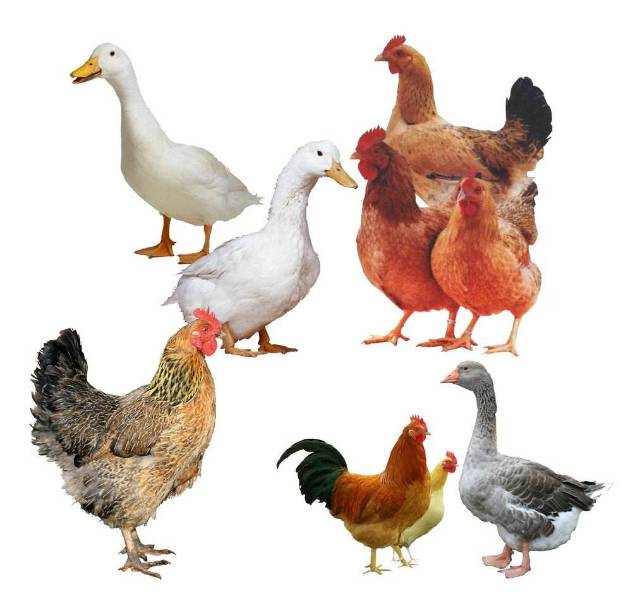 测试一下你的普通话,测试一下你的普通话有多好