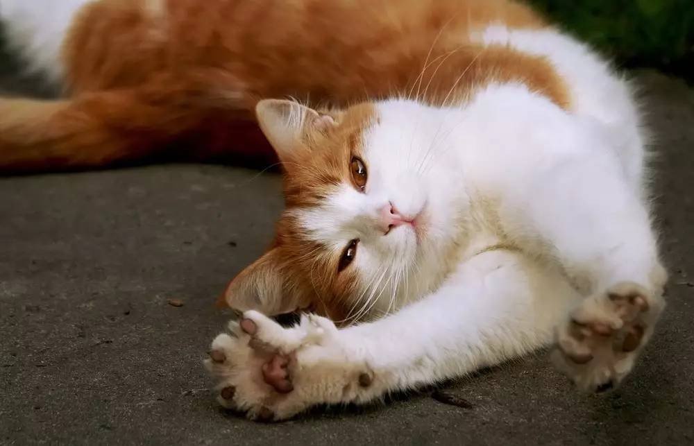 求助，我家的猫……好像坏了