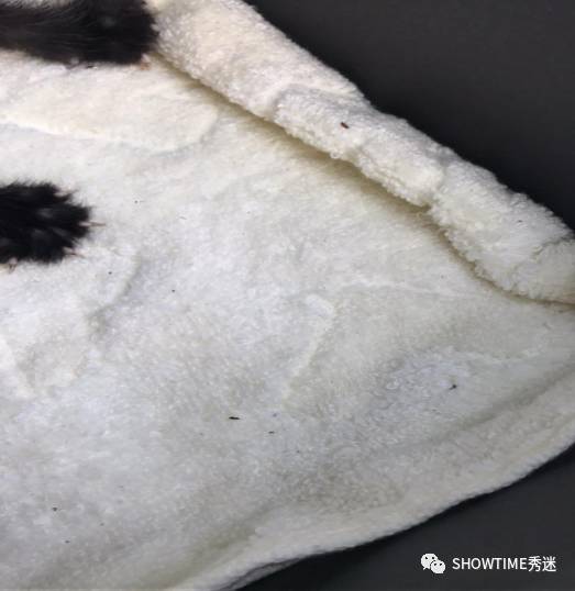 宠物店虐猫事件真相,猫舍卖猫虐猫事件