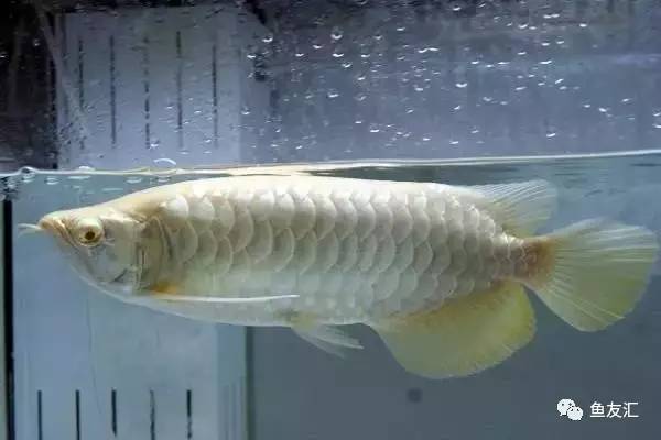 龙鱼价格为什么那么贵,日本金龙鱼多少钱