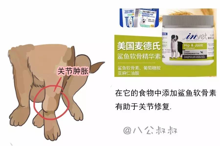 狗狗细小好了如何恢复饮食,狗狗膀胱结石饮食要注意什么