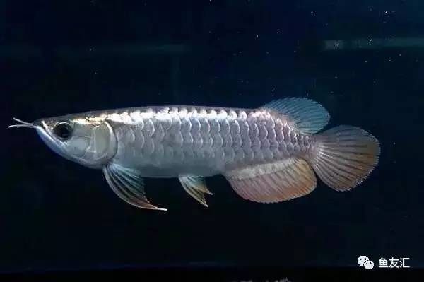 龙鱼价格为什么那么贵,日本金龙鱼多少钱