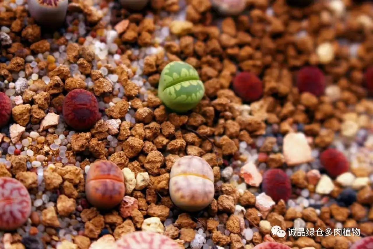 涨姿势｜当不成学霸总得做一回“播”霸（夏播生石花第38天）