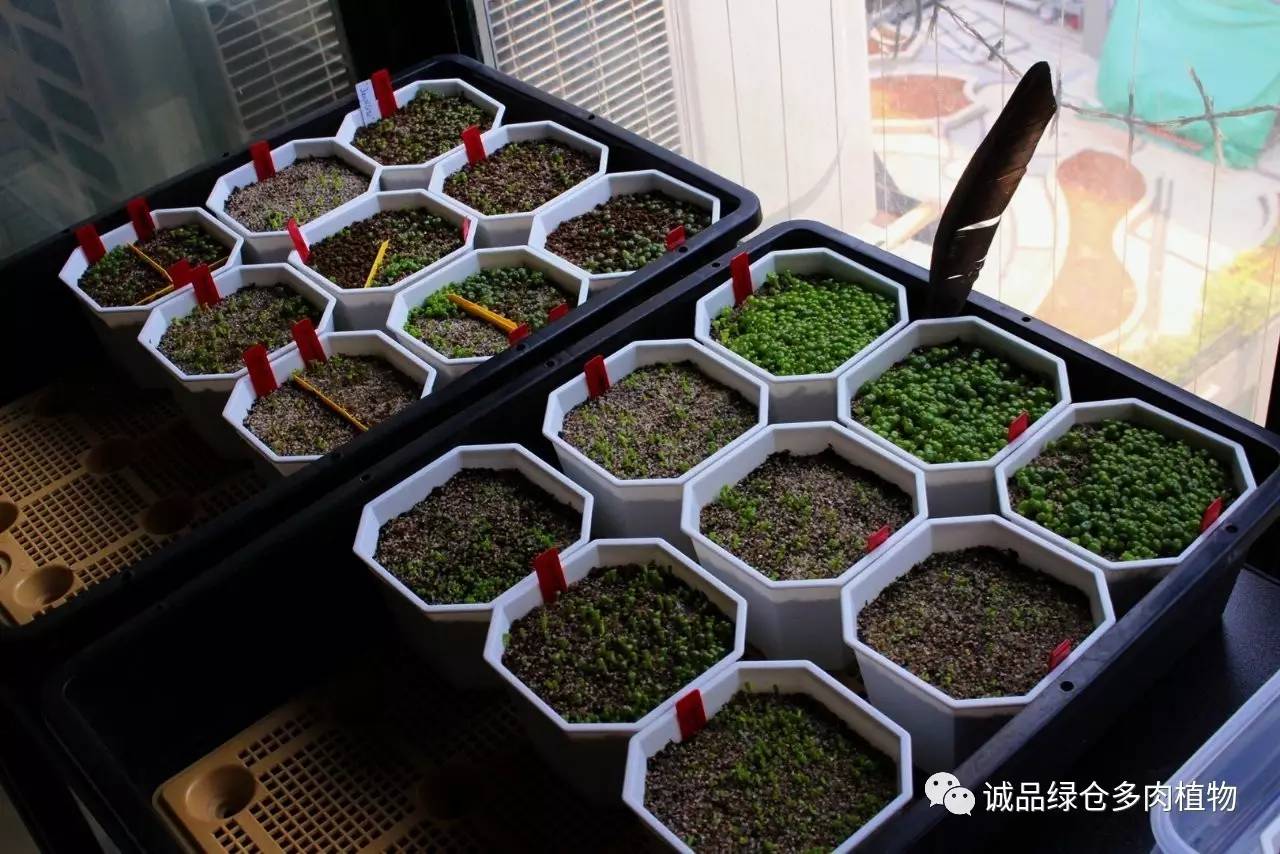 涨姿势｜当不成学霸总得做一回“播”霸（夏播生石花第38天）