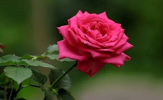 玫瑰花特征和知识,植物百科依兰花