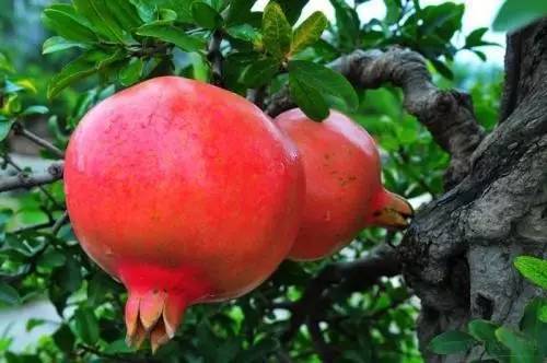 石榴甘甜多汁的原因有哪些,石榴颗粒饱满鲜美多汁