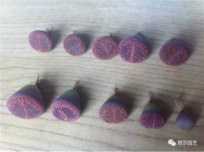 生石花最好养的品种,生石花品种大全图谱和价格