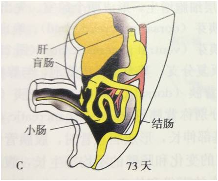 生来就是一个吃货|浮想联翩解剖学第二弹