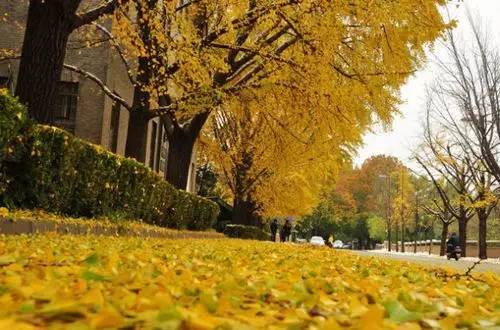 国家一流学科建设点和省一流学科,关于建设一流学科的决定