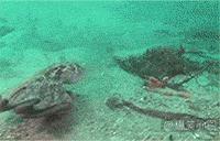 触手怪有段位,触手怪弱点