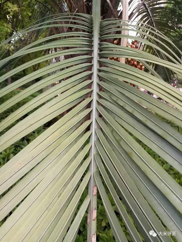 小米5和小米6拍照对比,小米5x拍照效果图