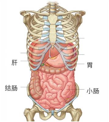生来就是一个吃货｜浮想联翩解剖学第二弹