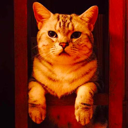 好物节福利,好利来周年庆员工礼品